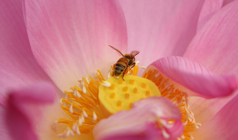 Evenement-EssentiëleMeditatie